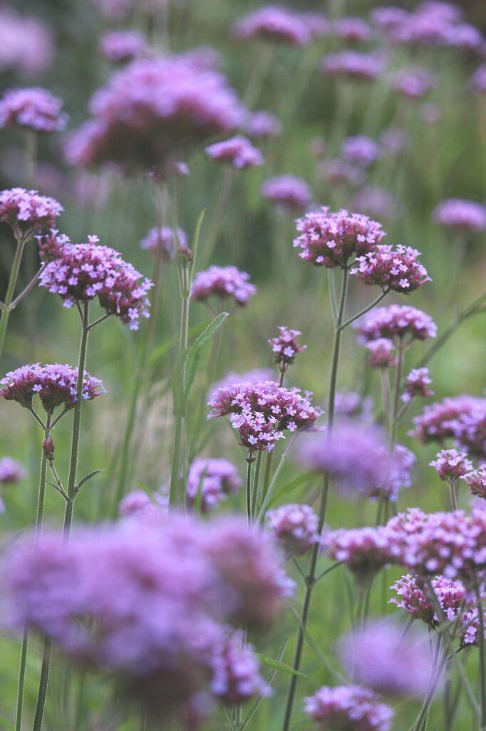 verbena, beautiful wallpaper, floral background, blossoms, beautiful flowers, garden, flower, flower background, flower bed, flower meadow, flower wallpaper, flora, nature, background, flower garden, bloom, hover, purple, violet, filigree